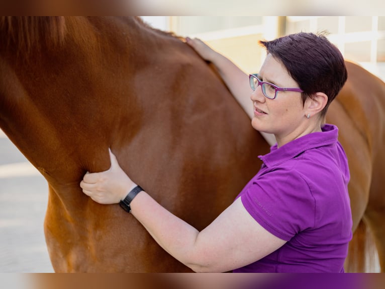 Biete Pferdephysio- und Osteotherapie rund um Pinneberg und Umgebung