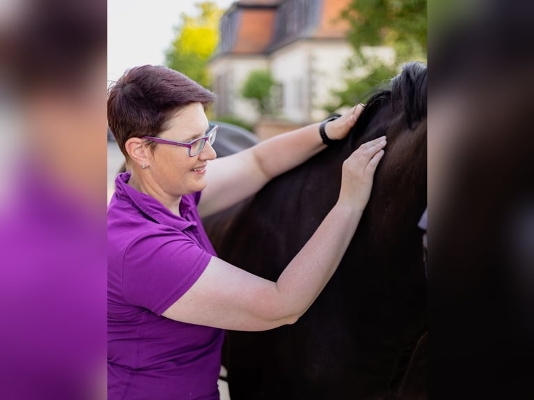 Biete Pferdephysio- und Osteotherapie rund um Pinneberg und Umgebung