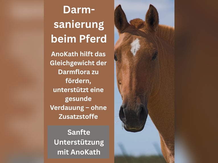  Darmsanierung beim Pferd – mit AnoKath® Liquid natürlich begleiten