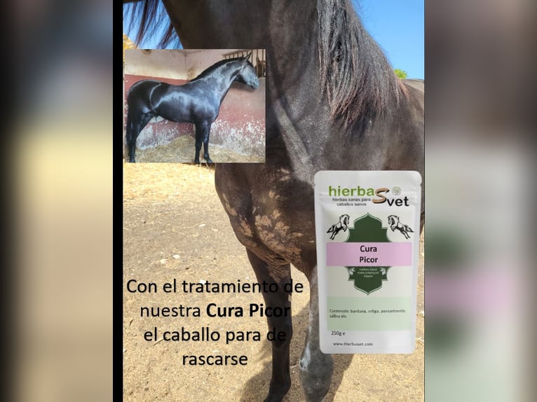 Dermatitis estival equina