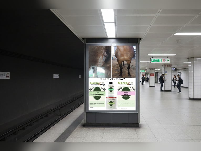 Dermatitis estival equina