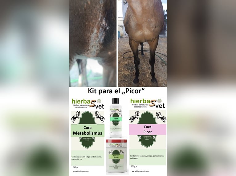 Dermatitis estival equina