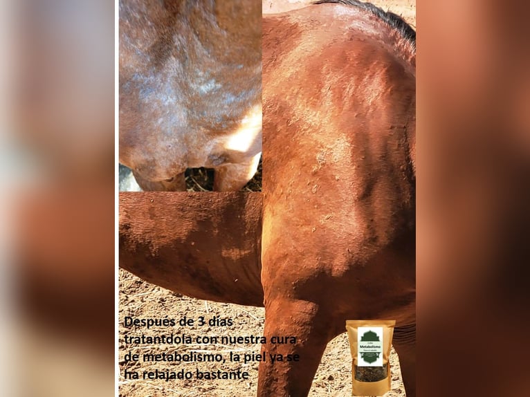 Dermatitis estival equina