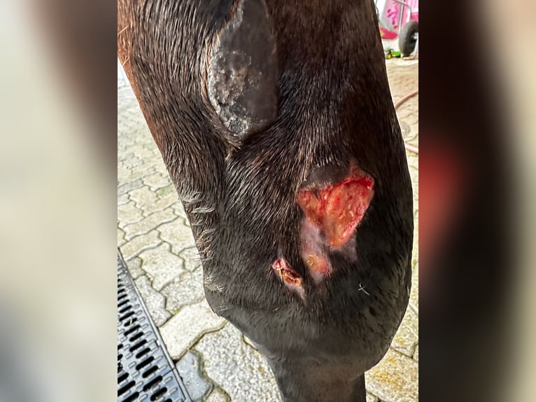 remigen+ AnimalCare 30+ | Lotion | Schweizer Hautpflege für Pferde | Wunden | Narben | Verletzungen