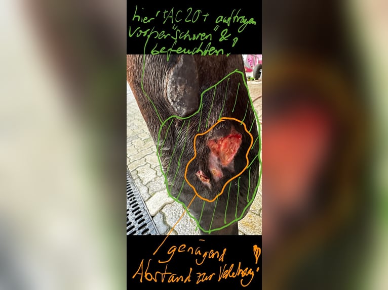 remigen+ AnimalCare 30+ | Lotion | Schweizer Hautpflege für Pferde | Wunden | Narben | Verletzungen