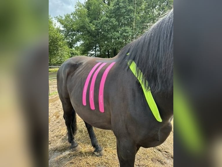 "Osteopathie für dein Pferd