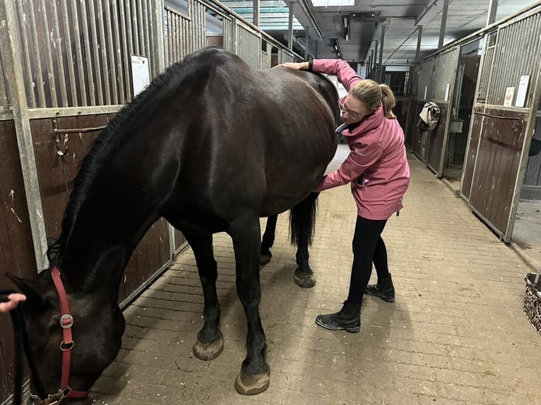 "Osteopathie für dein Pferd