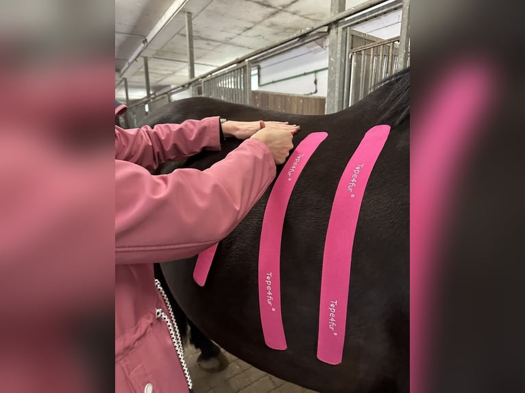 "Osteopathie für dein Pferd