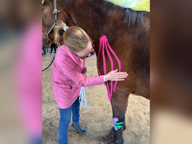 "Osteopathie für dein Pferd