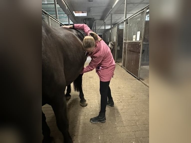 "Osteopathie für dein Pferd