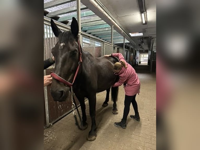 "Osteopathie für dein Pferd