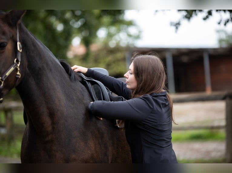 Pferdephysiotherapie trifft Sattelberatung - Zum tragfähigen Pferd mit passendem Sattel?