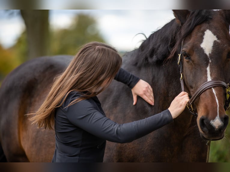 Pferdephysiotherapie trifft Sattelberatung - Zum tragfähigen Pferd mit passendem Sattel?