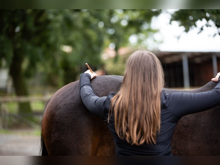 Pferdephysiotherapie trifft Sattelberatung - Zum tragfähigen Pferd mit passendem Sattel?
