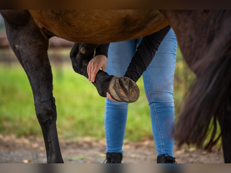 Pferdephysiotherapie trifft Sattelberatung - Zum tragfähigen Pferd mit passendem Sattel?