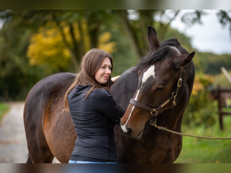 Pferdephysiotherapie trifft Sattelberatung - Zum tragfähigen Pferd mit passendem Sattel?