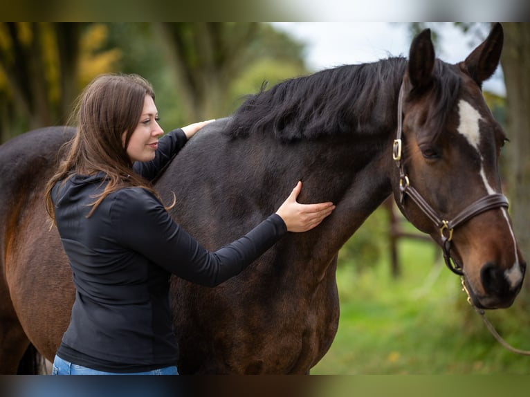 Pferdephysiotherapie trifft Sattelberatung - Zum tragfähigen Pferd mit passendem Sattel?