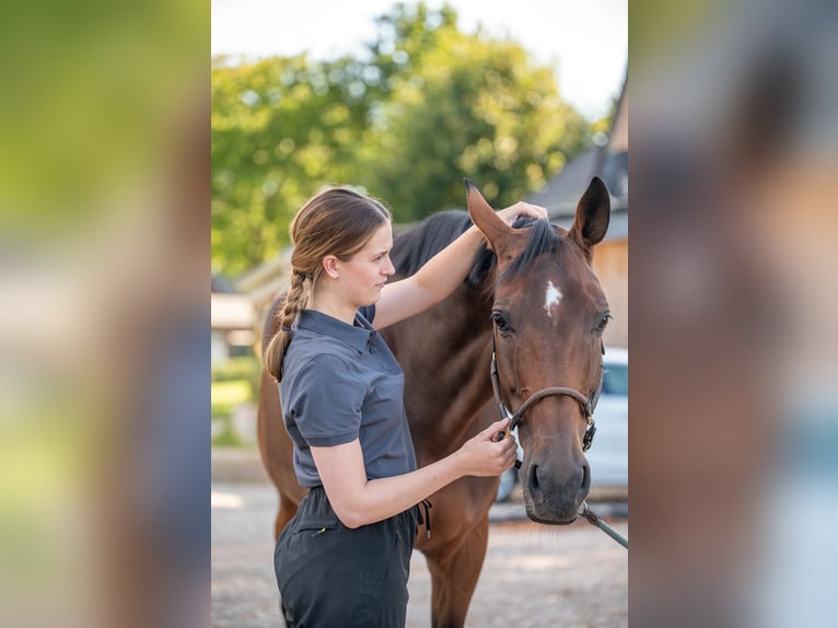 Physiotherapie für dein Pferd