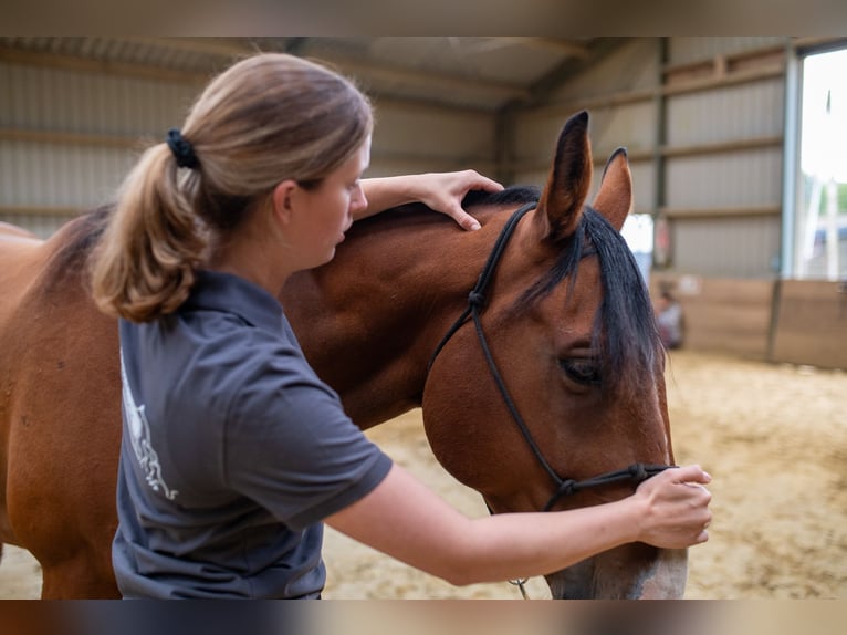 Physiotherapie für dein Pferd