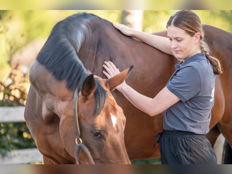Physiotherapie für dein Pferd