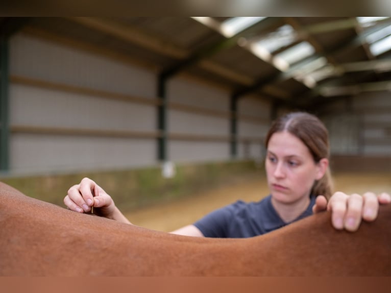 Physiotherapie für dein Pferd
