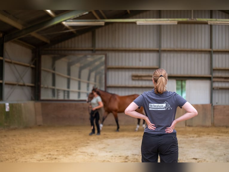 Physiotherapie für dein Pferd