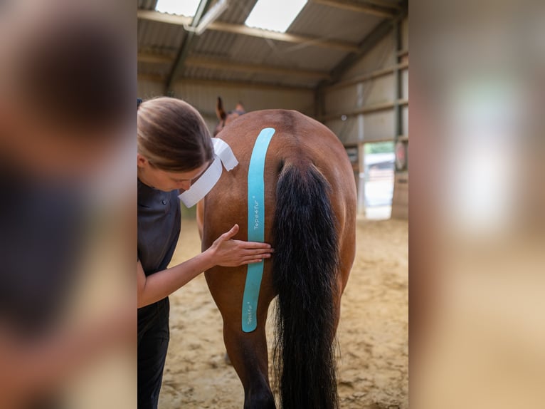 Physiotherapie für dein Pferd