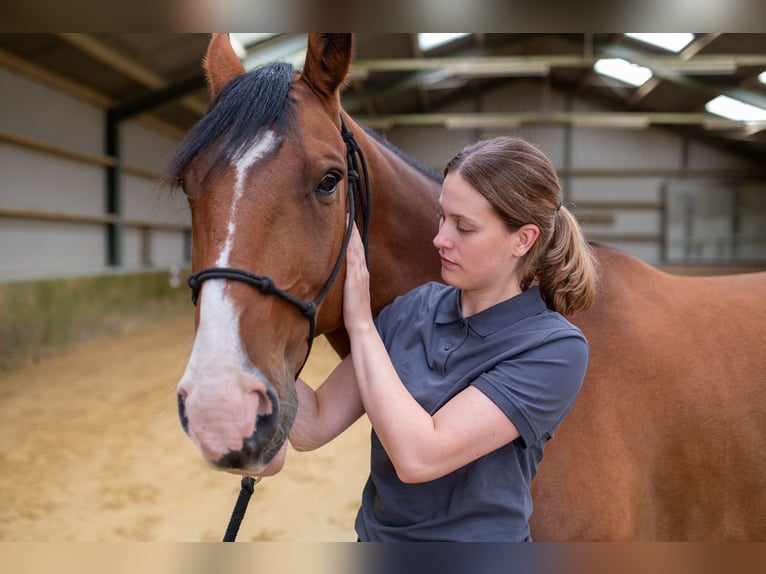 Physiotherapie für dein Pferd
