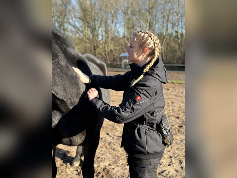 "Physiotherapie und Tensegrales Training für dein Pferd