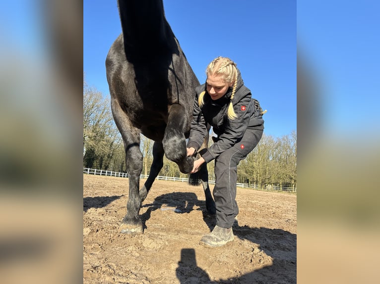 "Physiotherapie und Tensegrales Training für dein Pferd