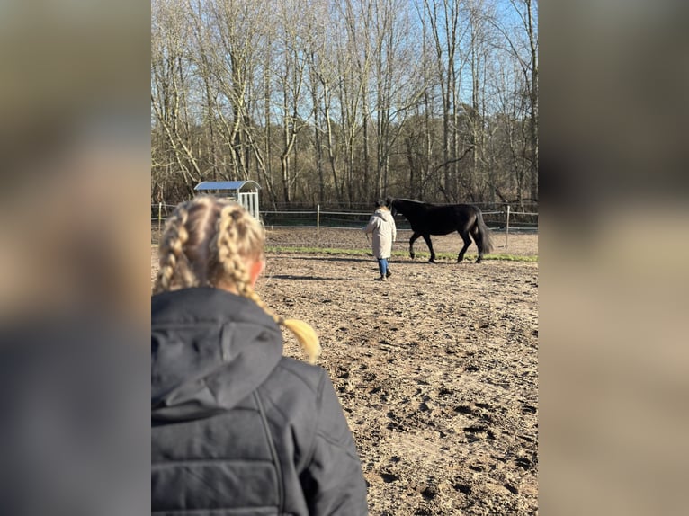 "Physiotherapie und Tensegrales Training für dein Pferd