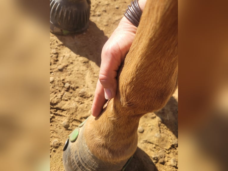  Sanfte Osteopathie und Training für Pferde  