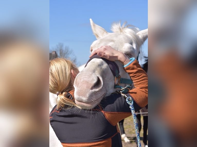 Sr Equine Bodywork Akupunktur Osteopathie