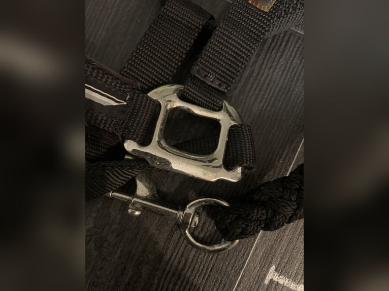 Focus by Eskadron Halfter mit Strick schwarz - Gr. Warmblut 