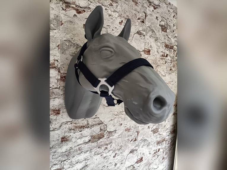 Halfter für Shetlandpony "Blau"