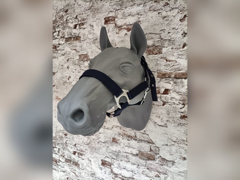 Halfter für Shetlandpony "Blau"