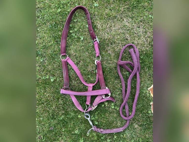 Halfter bordeaux Cob