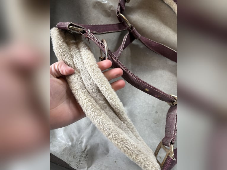 Halfter Felix Bühler Nightsky 