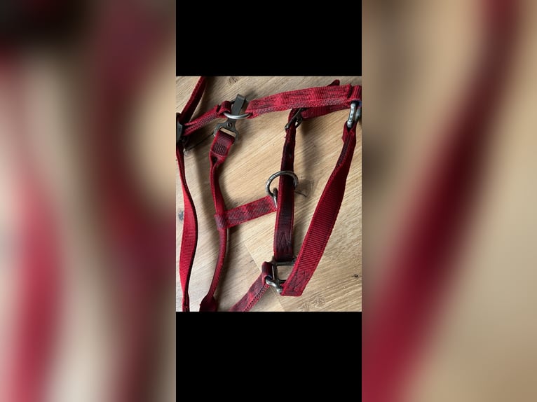 Hamilton Halfter average Horse red rot