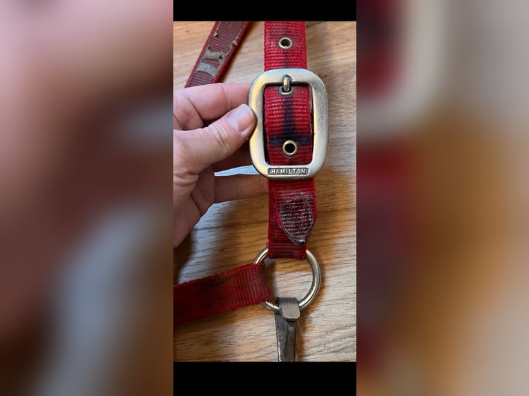 Hamilton Halfter average Horse red rot