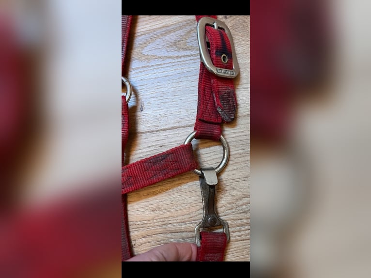 Hamilton Halfter average Horse red rot