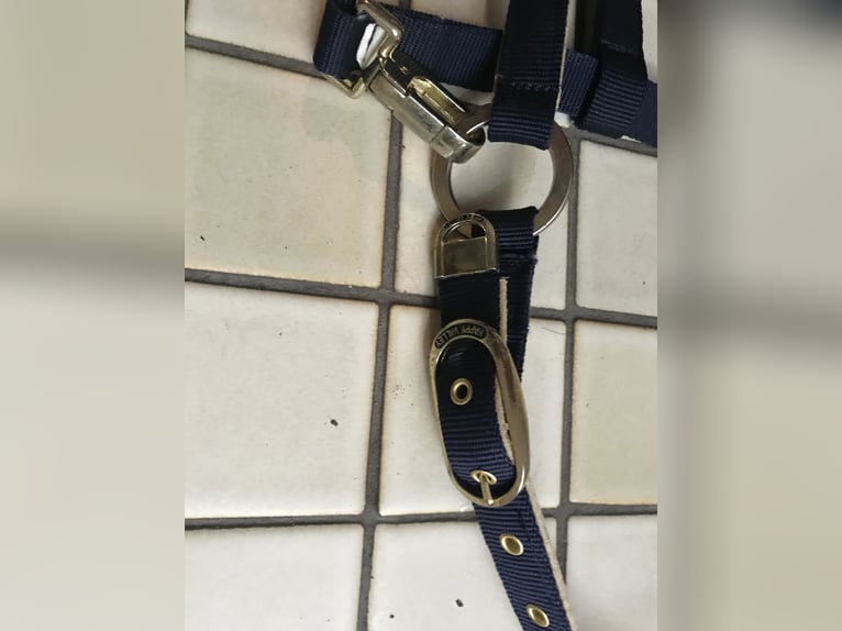 HV Polo Halfter WB / Full
