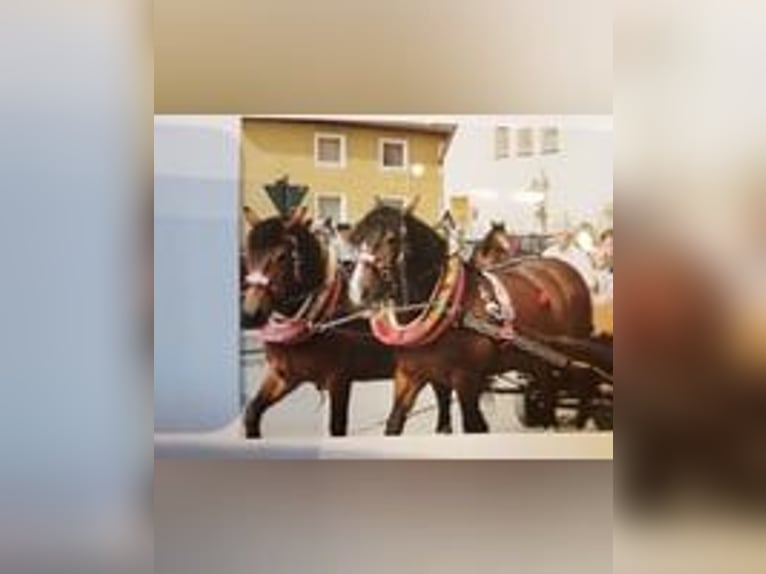 Komplette Sätze Pferdegeschirre mit Halfter