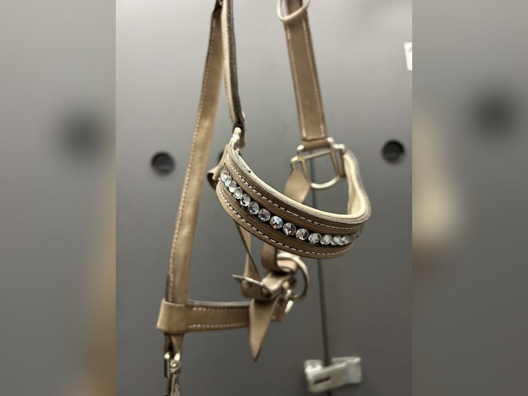 Lederhalfter Neu, Swarovski, WB