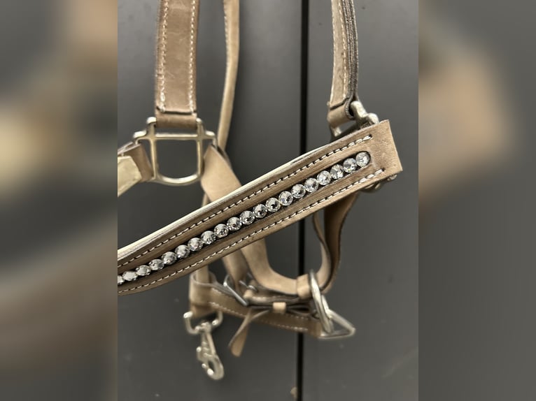 Lederhalfter Neu, Swarovski, WB
