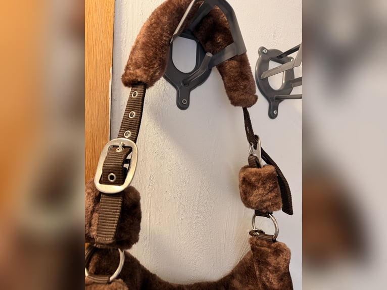 Neu Teddyhalfter braun Wb