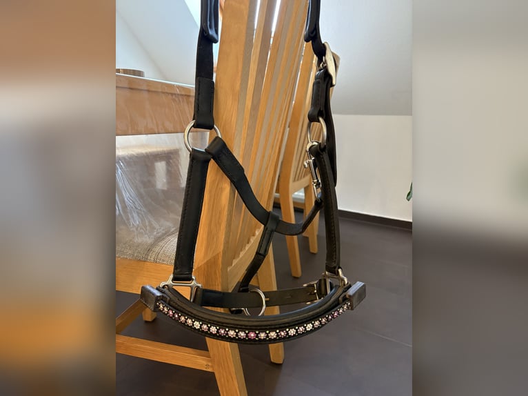 Neues Lederhalfter WB mit Magic Tack 