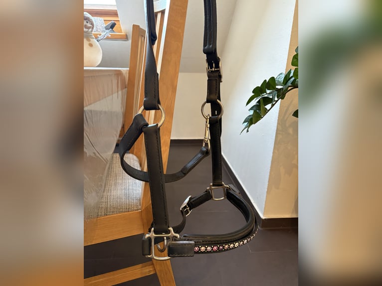 Neues Lederhalfter WB mit Magic Tack 
