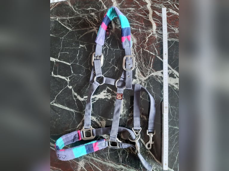 Pferdehalfter Warmblut Pferdehalfter Warmblut
