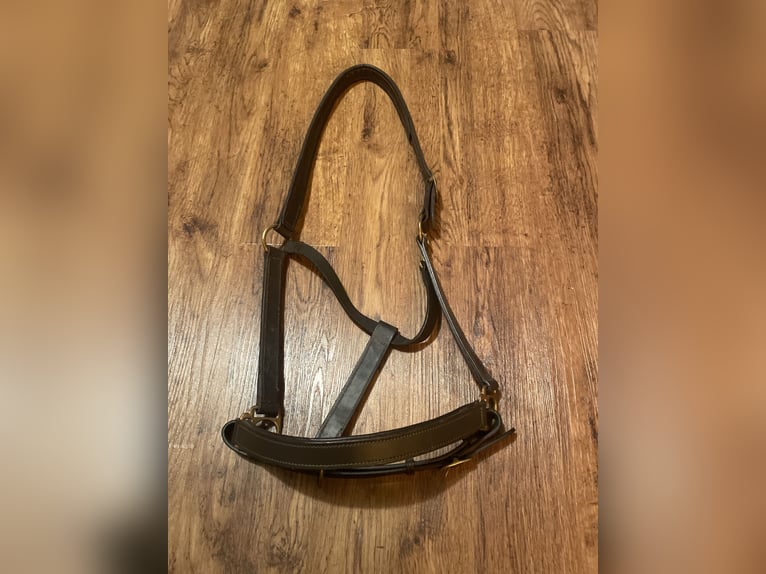 XXL Norikerhalfter, echtleder 